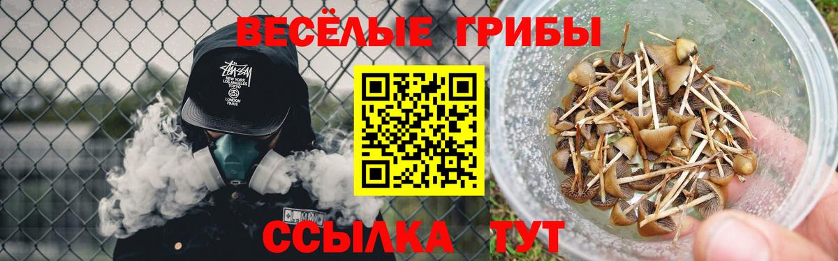 Псилоцибиновые грибы Cubensis Мыски